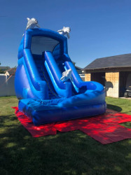 blue20dolphin 1620849245 16'Blue Dolphine